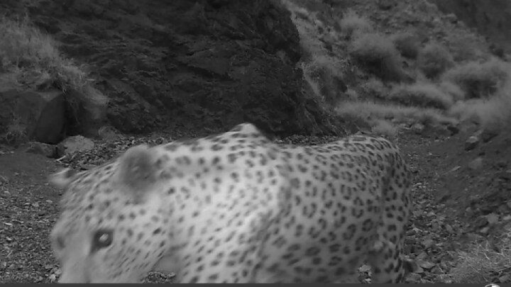 پلنگ کرکس در قاب دوربین محیط‌بانان نطنز