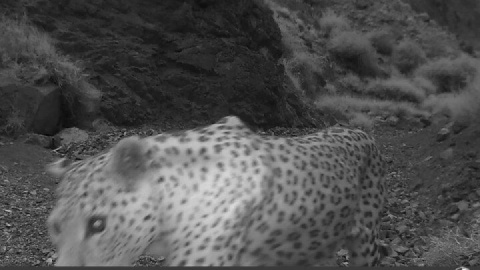 پلنگ کرکس در قاب دوربین محیط‌بانان نطنز