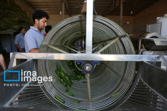 روستای «زوارم»؛ قطب تولید سنتی خیارشور