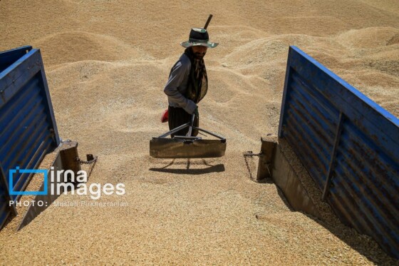 برداشت گندم در کردستان