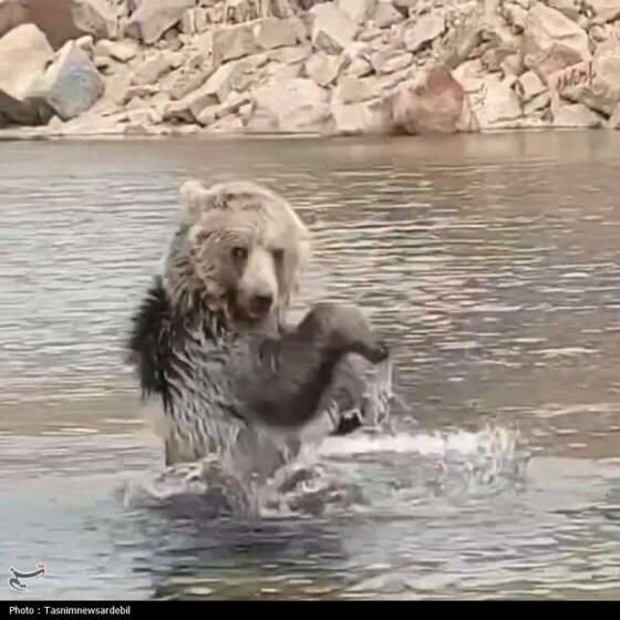 آب‌تنی خرس در دریاچه قله ساوالان