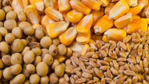 توزیع ۱۴۰ هزار تن نهاده دامی میان عشایر کشور