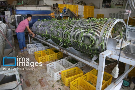 روستای «زوارم»؛ قطب تولید سنتی خیارشور