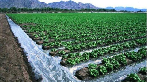 اختلاف آمار مصرف آب؛ بخش کشاورزی مقصر اصلی یا سهم واقعی کمتر از ۵۰ درصد؟