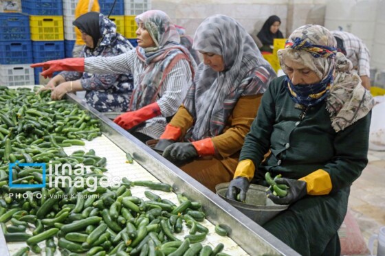 روستای «زوارم»؛ قطب تولید سنتی خیارشور