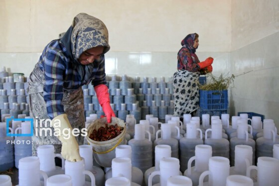 روستای «زوارم»؛ قطب تولید سنتی خیارشور