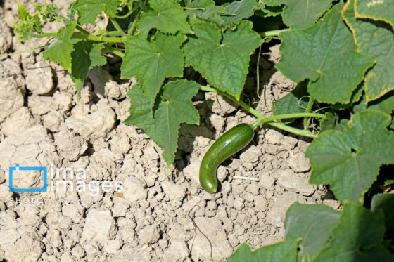 روستای «زوارم»؛ قطب تولید سنتی خیارشور