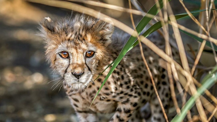 ٢٠ قلاده یوز در طبیعت ایران زیست می‌کنند/ وضعیت وخیم دریاچه ارومیه