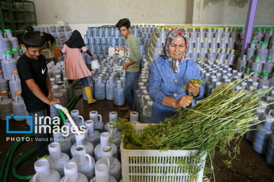 روستای «زوارم»؛ قطب تولید سنتی خیارشور