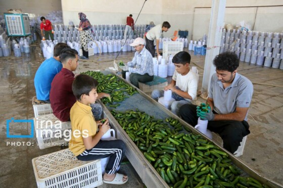 روستای «زوارم»؛ قطب تولید سنتی خیارشور