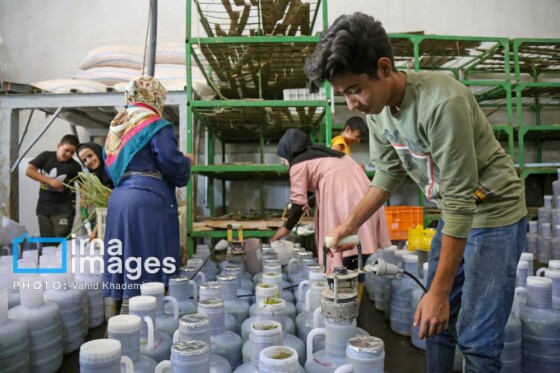 روستای «زوارم»؛ قطب تولید سنتی خیارشور