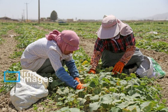 روستای «زوارم»؛ قطب تولید سنتی خیارشور