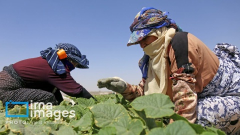 گزارش تصویری/ روستای «زوارم»؛ قطب تولید سنتی خیارشور