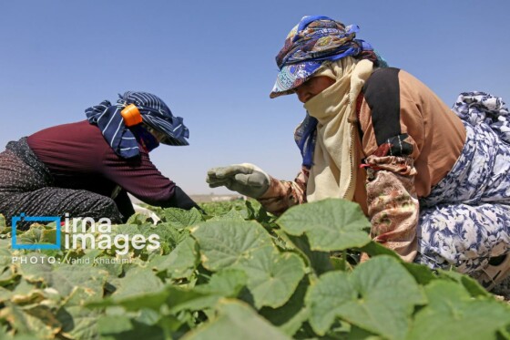 روستای «زوارم»؛ قطب تولید سنتی خیارشور