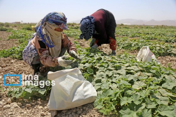 روستای «زوارم»؛ قطب تولید سنتی خیارشور