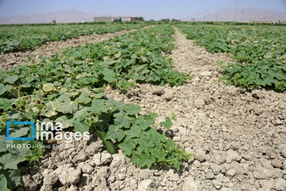 روستای «زوارم»؛ قطب تولید سنتی خیارشور
