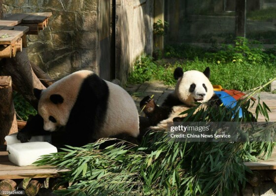 باغ وحش چونگ‌کینگ برای کمک به حیوانات در مقابله با گرمای تابستان اقداماتی انجام می‌دهد