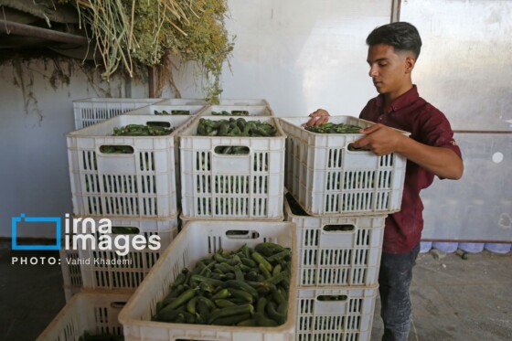 روستای «زوارم»؛ قطب تولید سنتی خیارشور