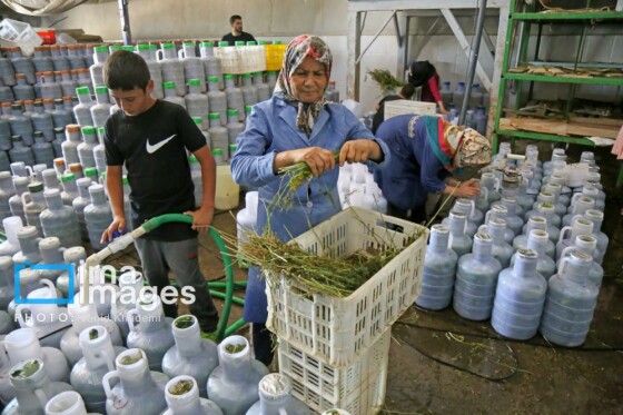روستای «زوارم»؛ قطب تولید سنتی خیارشور