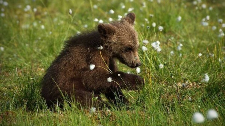 اثری از توله خرس گمشده نیست