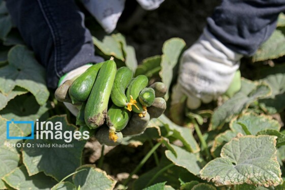روستای «زوارم»؛ قطب تولید سنتی خیارشور