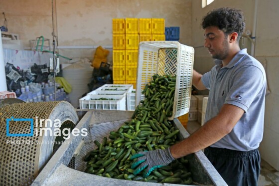 روستای «زوارم»؛ قطب تولید سنتی خیارشور