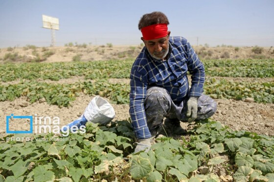 روستای «زوارم»؛ قطب تولید سنتی خیارشور