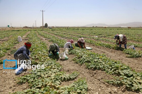 روستای «زوارم»؛ قطب تولید سنتی خیارشور
