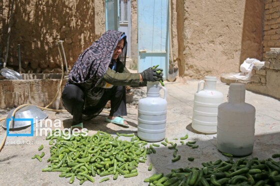 روستای «زوارم»؛ قطب تولید سنتی خیارشور
