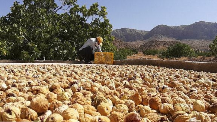 استبهان ایران ۳.۵ درصد انجیرستان های جهان را در اختیار دارد