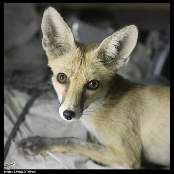 روباه میدان هفت تیر