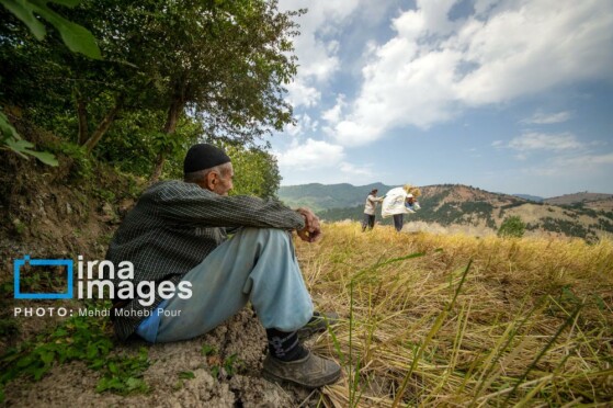 برداشت برنج در مازندران