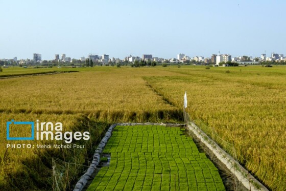 برداشت برنج در مازندران