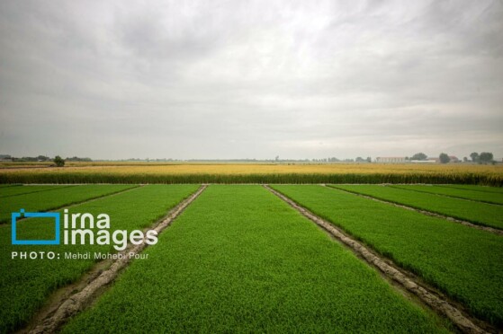 برداشت برنج در مازندران