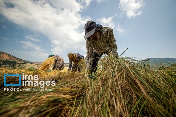 برداشت برنج در مازندران