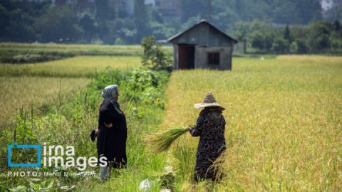 گزارش تصویری/ برداشت برنج در مازندران
