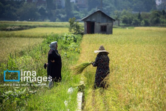 برداشت برنج در مازندران