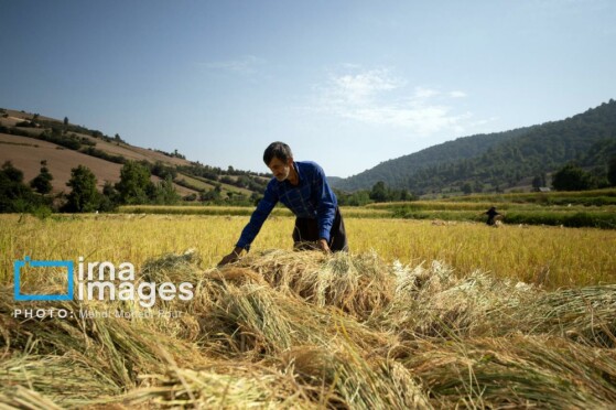 برداشت برنج در مازندران