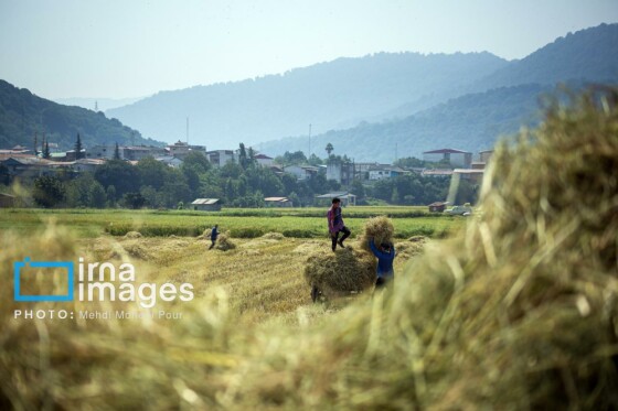 برداشت برنج در مازندران