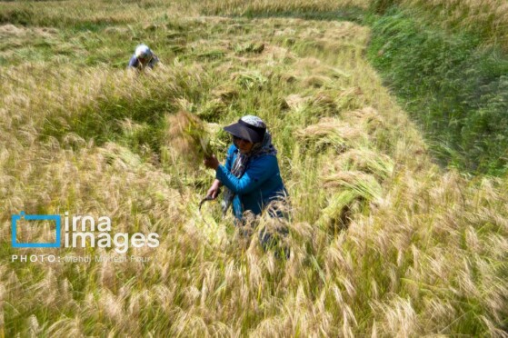 برداشت برنج در مازندران