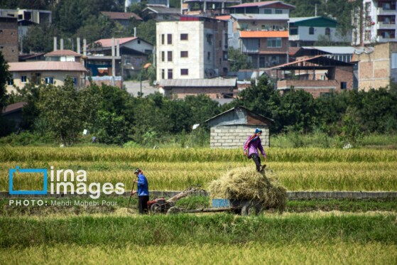 برداشت برنج در مازندران