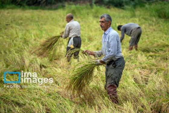 برداشت برنج در مازندران
