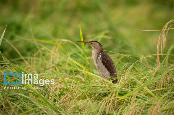 برداشت برنج در مازندران