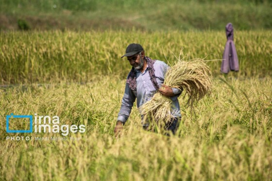 برداشت برنج در مازندران