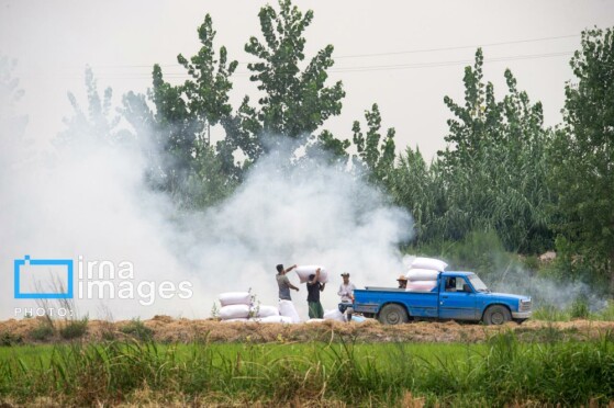 برداشت برنج در مازندران