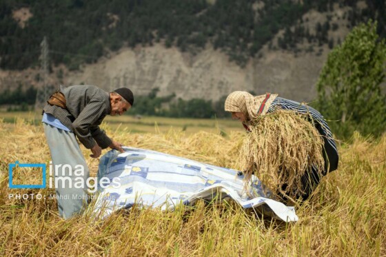 برداشت برنج در مازندران