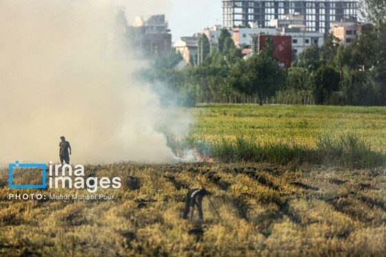 برداشت برنج در مازندران