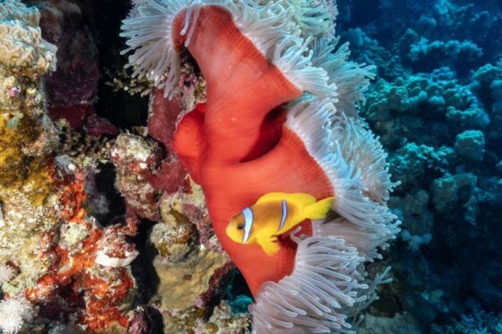 دریای سرخ، مصر