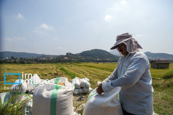 برداشت برنج در مازندران