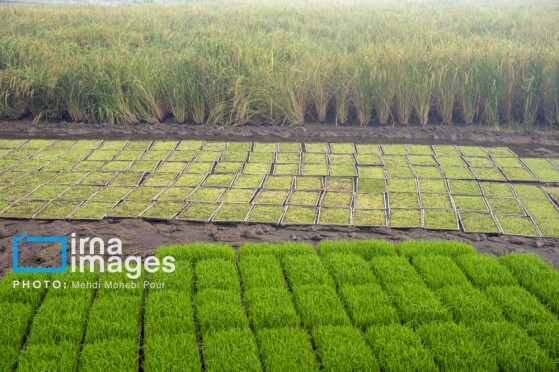 برداشت برنج در مازندران